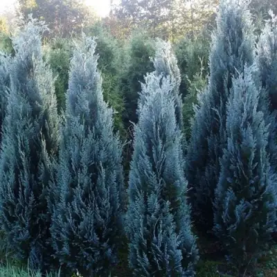 Кипарисовик ДАРТС БЛЮ РИББОН лавсона в Сморгони