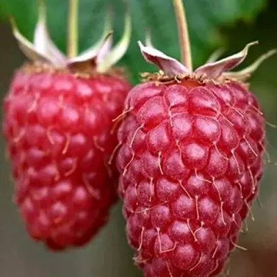 Малина РУБИНОВОЕ ОЖЕРЕЛЬЕ в Сморгони