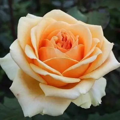 Роза ГЕЙША чайно-гибридная в Сморгони