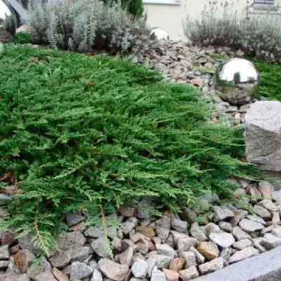 Можжевельник ПРИНЦ ОФ УЭЛЬС горизонтальный в Сморгони