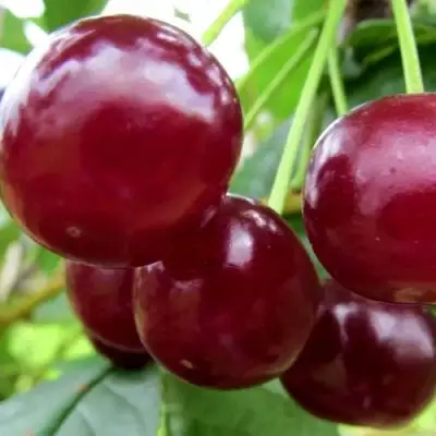 Вишня ГРИОТ БЕЛОРУССКИЙ в Сморгони