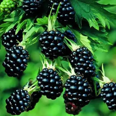 Ежевика КИТАНИНИ бесшипная  в Сморгони