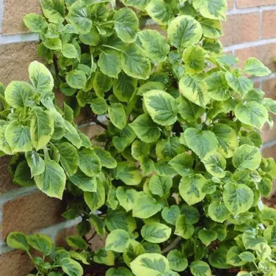 Гортензия МИРАНДА черешковая в Сморгони