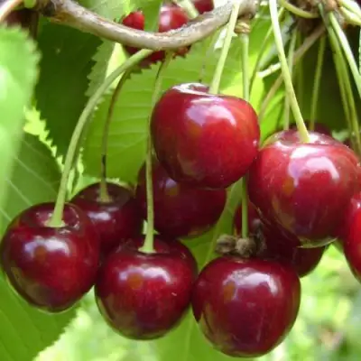 Вишня ХАРИТОНОВСКАЯ в Сморгони