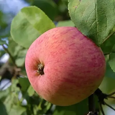 Яблоня МЕЛБА в Сморгони