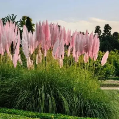 Кортадерия розовая (пампасная трава) в Сморгони