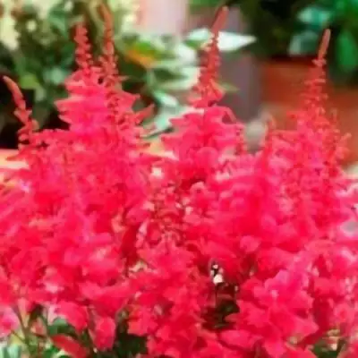 Астильба ЮНИК КАРМИН гибридная в Сморгони