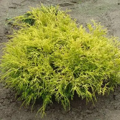 Кипарисовик ГОЛДЕН МОП горохоплодный в Сморгони