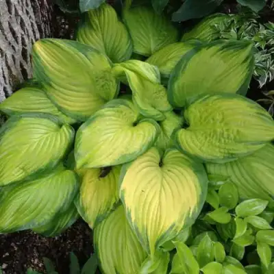 Хоста СТЕЙНД ГЛАСС гибридная в Сморгони