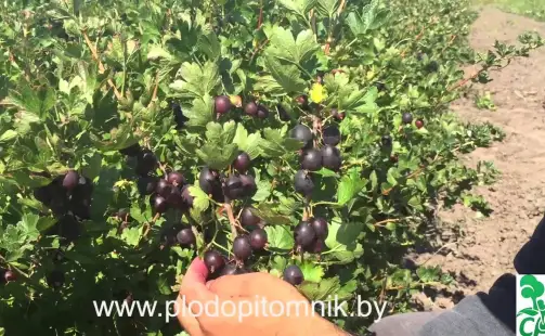 Превью видео