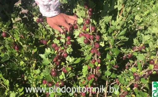 Превью видео