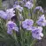 Ирис ИМПЕРИАЛ ОПАЛ сибирский в Сморгони