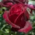 Роза ПАПА МЕЙЯН чайно-гибридная в Сморгони