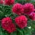 Пион БЕЛГРАВИЯ травянистый в Сморгони