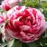 Пион РЕД ВИЗ ПИНК древовидный в Сморгони
