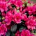 Азалия КАНЗОНЕТТА японская в Сморгони