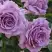 Роза ЛАВ СОНГ флорибунда в Сморгони