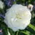 Роза АЛАБАСТЕР флорибунда в Сморгони
