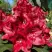 Рододендрон МАТАДОР в Сморгони