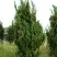 Можжевельник КАЙЗУКА китайский в Сморгони