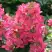 Гортензия МЕГА МИНДИ метельчатая в Сморгони