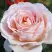 Роза АНДРЕ ЛЕ НОТР чайно-гибридная в Сморгони