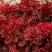 Барбарис РЕД ХОТ ЧИЛИ тунберга в Сморгони