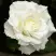 Роза МОНДИАЛЬ чайно-гибридная в Сморгони