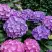 Гортензия ГАМБУРГ крупнолистная в Сморгони