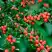 Кизильник горизонтальный в Сморгони