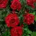 Роза РЕД ИНТУИШН чайно-гибридная в Сморгони