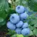 Голубика ТОРО в Сморгони