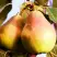 Груша СЛАДКАЯ ИЗ МЛИЕВА в Сморгони