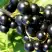 Смородина чёрная ДЕЛИКАТЕСНАЯ в Сморгони