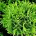 Туя ДАНИКА западная в Сморгони