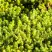 Очиток (седум) ЙЕЛЛОУ КВИН едкий в Сморгони