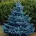 Ель МАДЖЕСТИК БЛЮ колючая в Сморгони