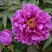 Пион ЛИЛОВАЯ ФАНТАЗИЯ древовидный в Сморгони