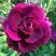 Роза БУРГУНДИ АЙС флорибунда в Сморгони