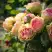 Роза ПИТАХАЙЯ чайно-гибридная в Сморгони