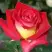Роза ФРЕНДШИП чайно-гибридная в Сморгони
