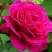 Роза МАЛИНОВЫЙ ЗВОН чайно-гибридная в Сморгони