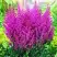 Астильба ПЕПЛ РЕЙН гибридная в Сморгони