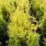 Туя ГОЛДЕН БРАБАНТ западная в Сморгони