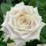 Роза МЕНТА чайно-гибридная в Сморгони