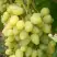 Виноград ЗАРНИЦА в Сморгони