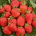 Клубника САН АНДРЕАС ремонтантная в Сморгони