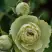 Роза ГРИН ДАЙМОНД миниатюрная в Сморгони