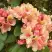 Рододендрон ФЛАУТАНДО в Сморгони