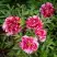 Пион РЕД ВИЗ ПИНК древовидный в Сморгони